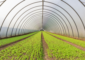 Greenhouses and agriculture